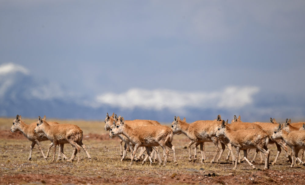 图文互动可可西里藏羚羊进入迁徙产仔高峰期