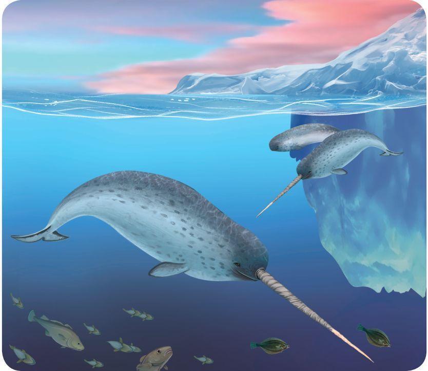 尽管可能有2万-3万跳独角鲸在北极海域游荡,但它们的生态特征,生活史