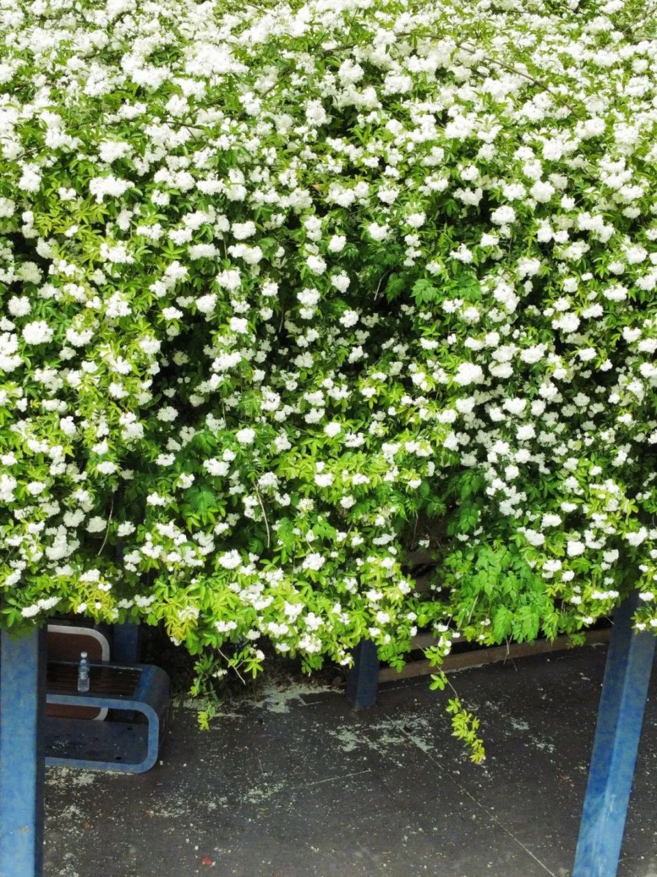 快约上你的拍照搭子来遂宁打卡七里香