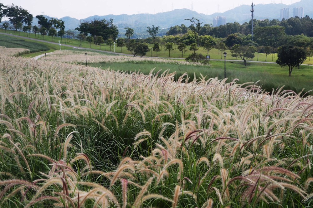 2024最新陌陌暗语指南：从入门到全方位掌握陌陌暗语