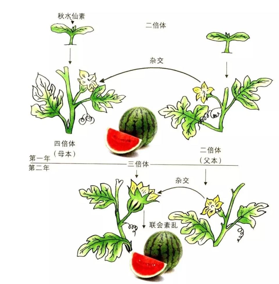 然后将四倍体西瓜和普通的二倍体西瓜进行杂交,它们所产出的三倍体便