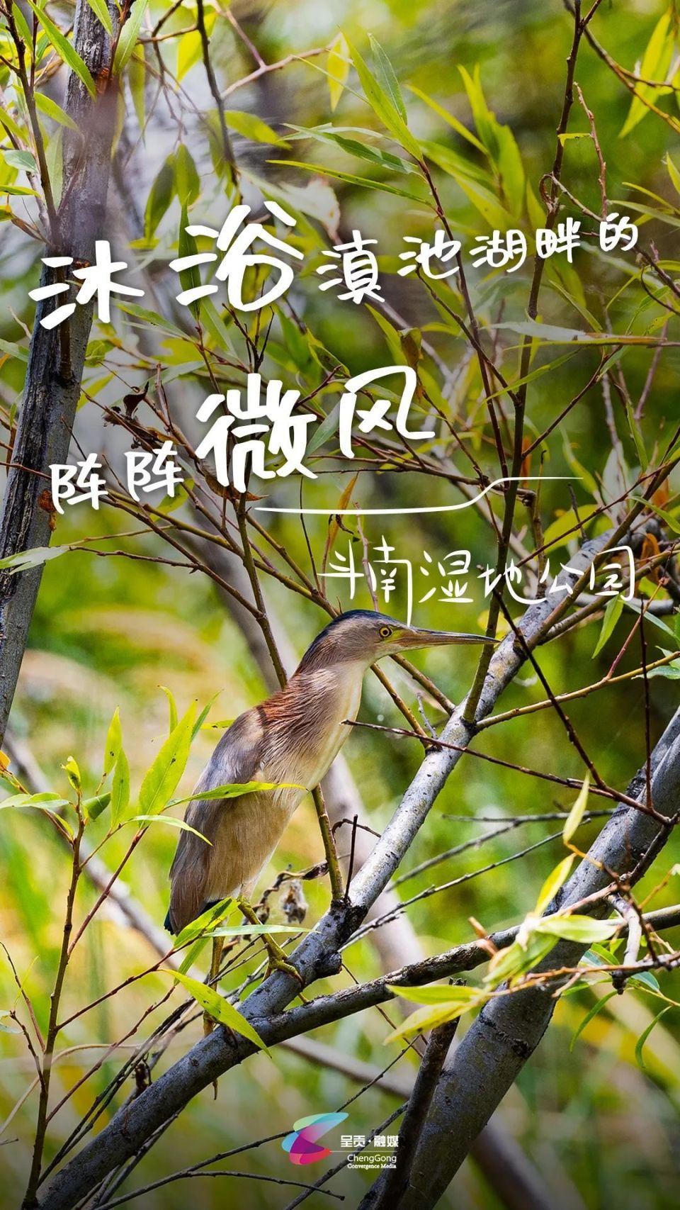 传承了昆明记忆,公园里花草树木生长茂盛,成群生长的水杉树和随风摇曳