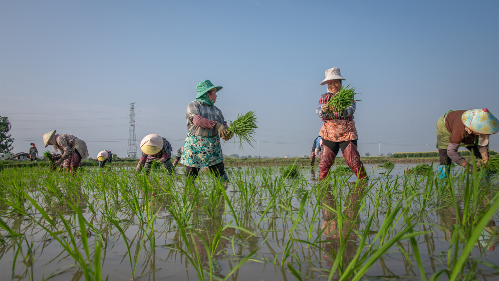 播种希望云南德宏水稻田宛如绿色绸缎