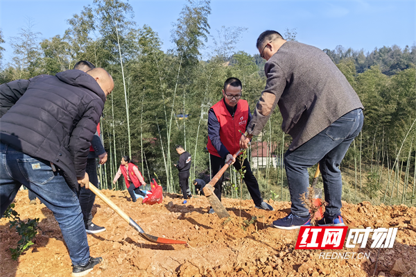 桃源沙坪镇植此春光共树新风