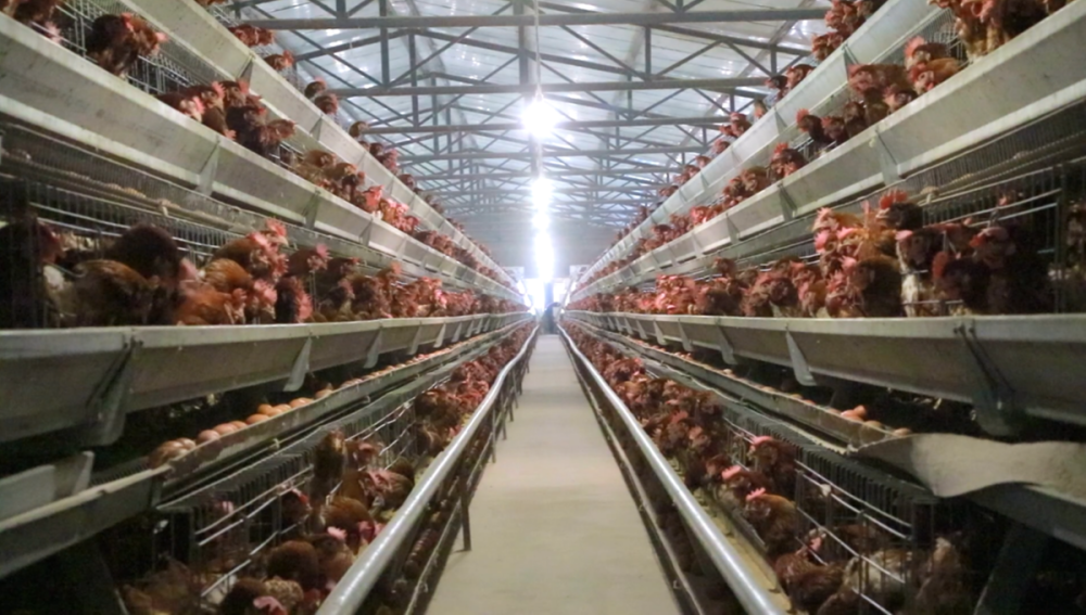 自动化蛋鸡养殖促进产业快速发展