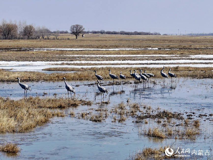春回大地北归候鸟抵达科尔沁国家级自然保护区