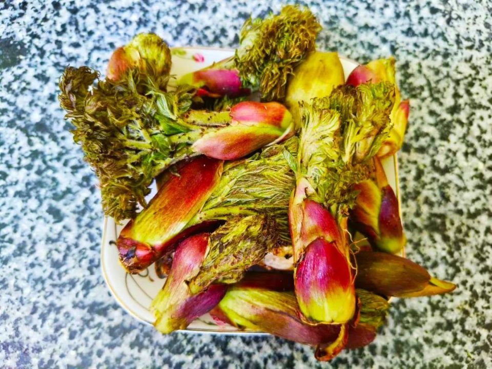天全春日限定美食——"山野菜之王"刺龙苞