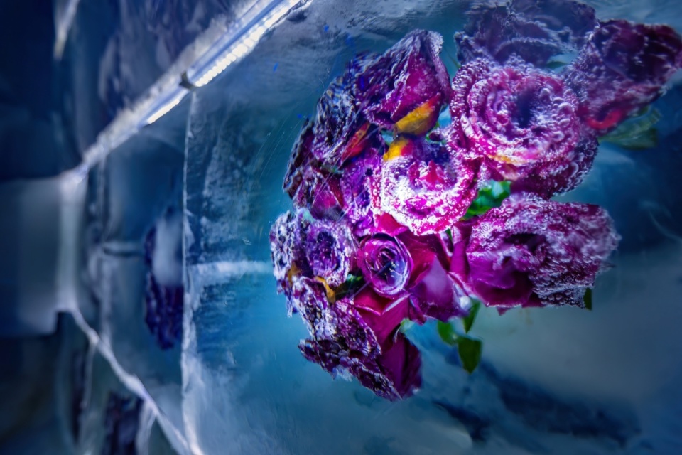 哈尔滨冰雪大世界梦幻冰雪馆:大学生和教师"冰雪专享"特惠来了!