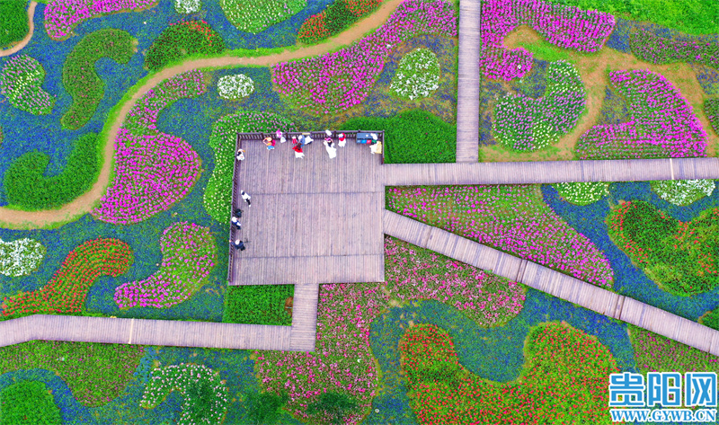 来看乌当花画小镇的"七彩地毯"!
