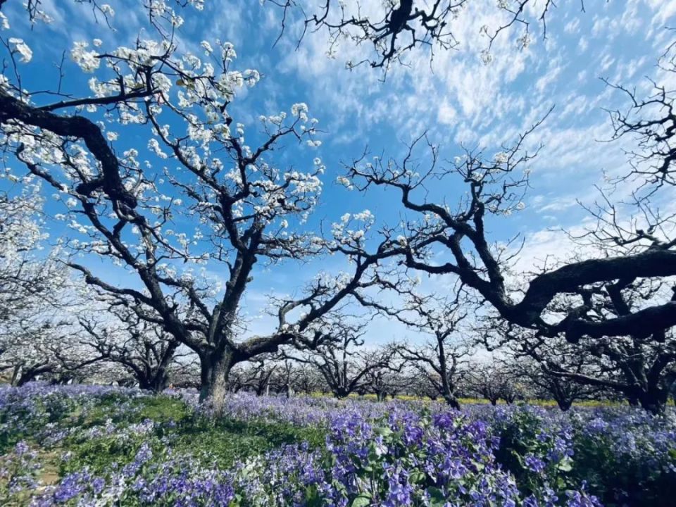 春游江淮 | 砀山超用"心",梨花欢迎您! | 我在宿州等你