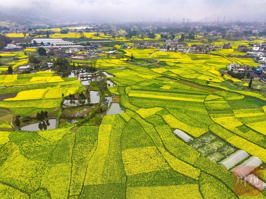 睛彩雅安142丨芦山油菜花开春意浓