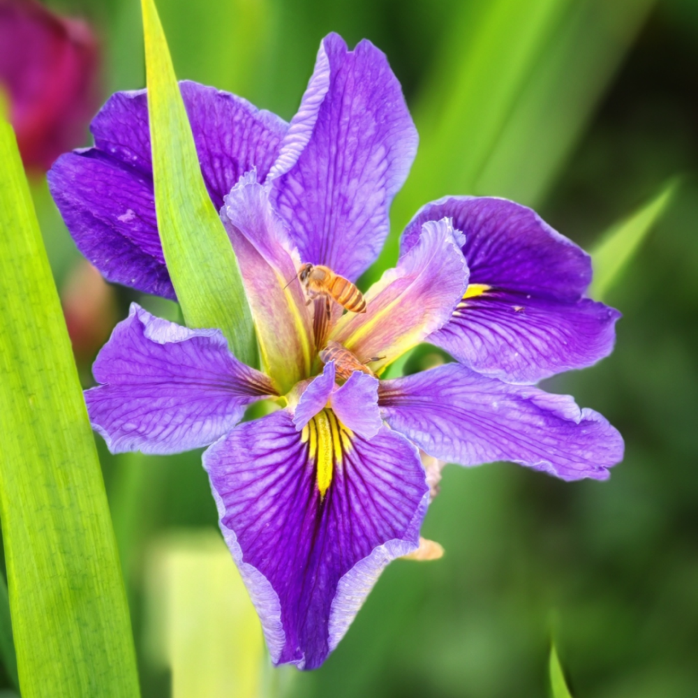 奉上申城鸢尾赏花地图