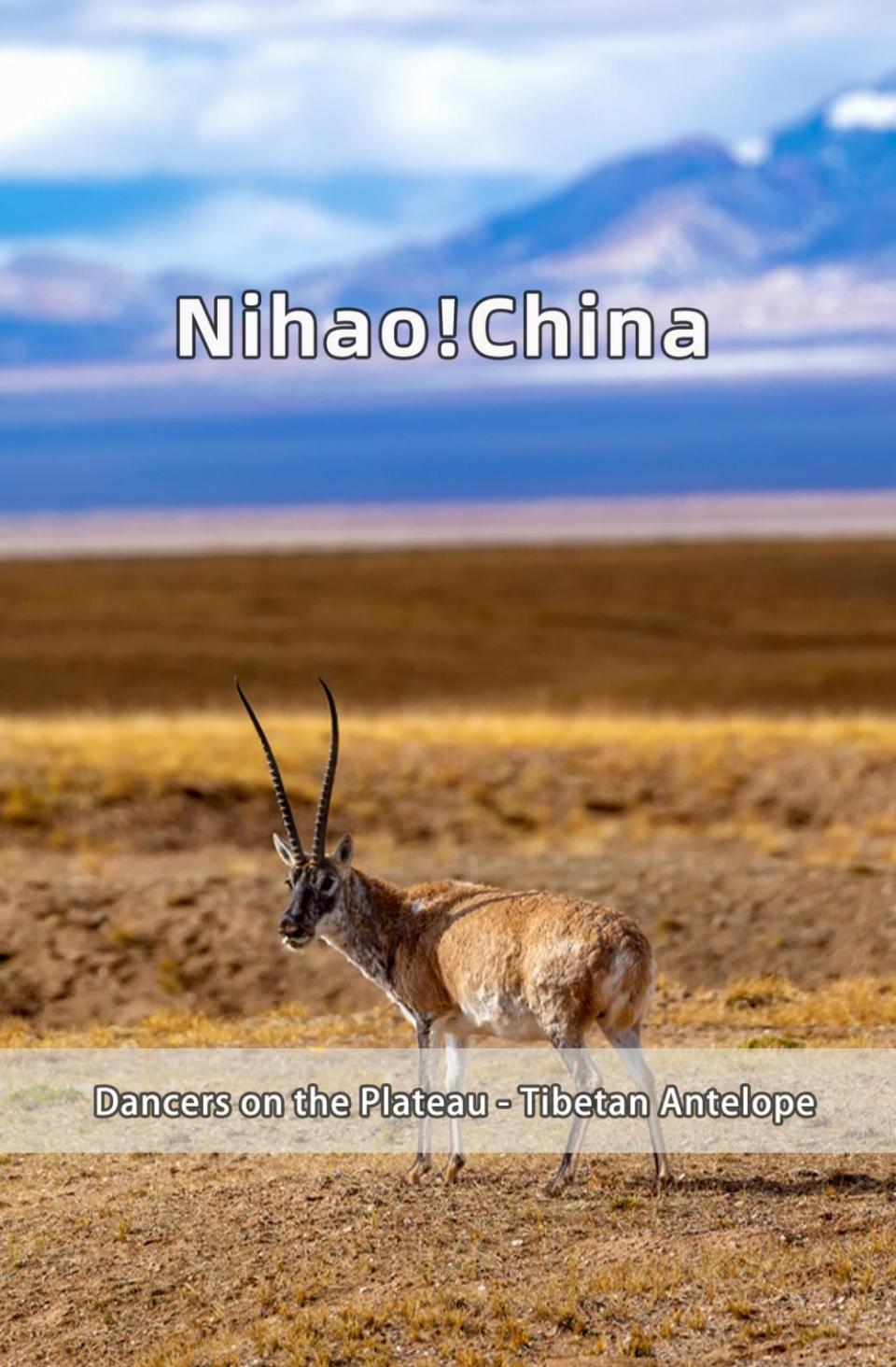 【双语】你好!中国 | 高原上的舞者——藏羚羊_腾讯新闻
