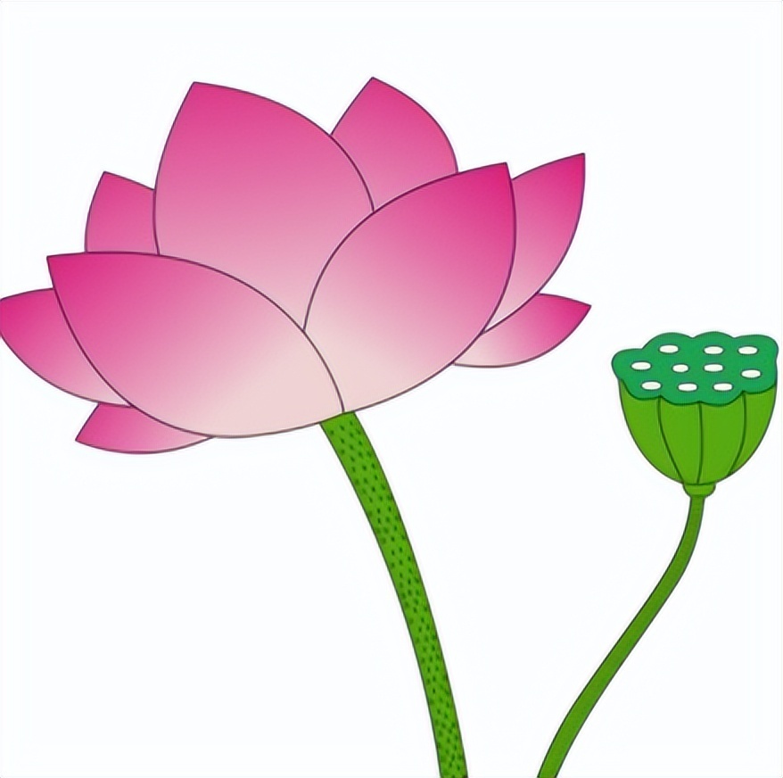 武汉第一波荷花开了!就在这里