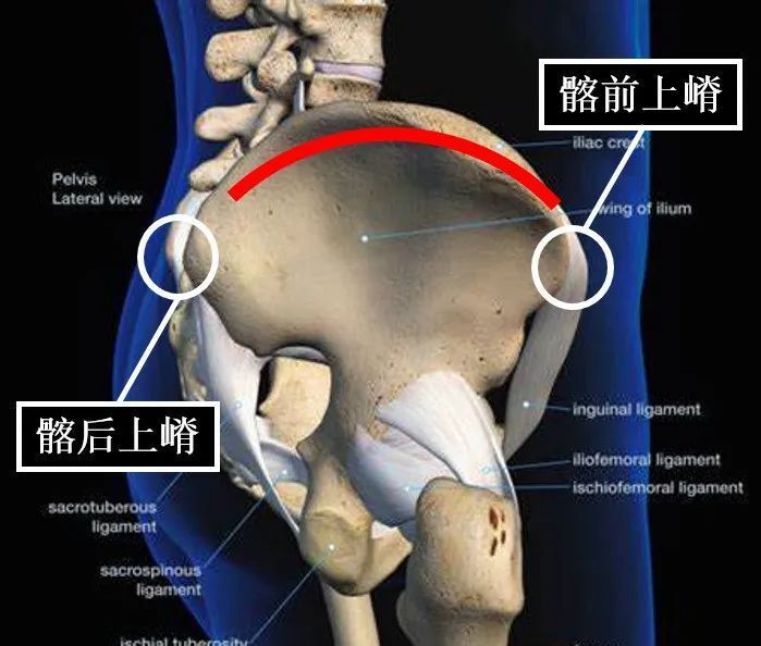 髂嵴最高点寻找真人图图片