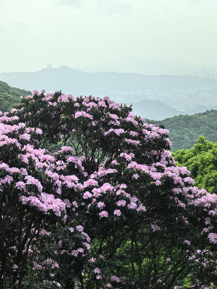 毛棉杜鹃花会时间从3月18日到3月31日,梧桐山有4个最值得市民游玩的"