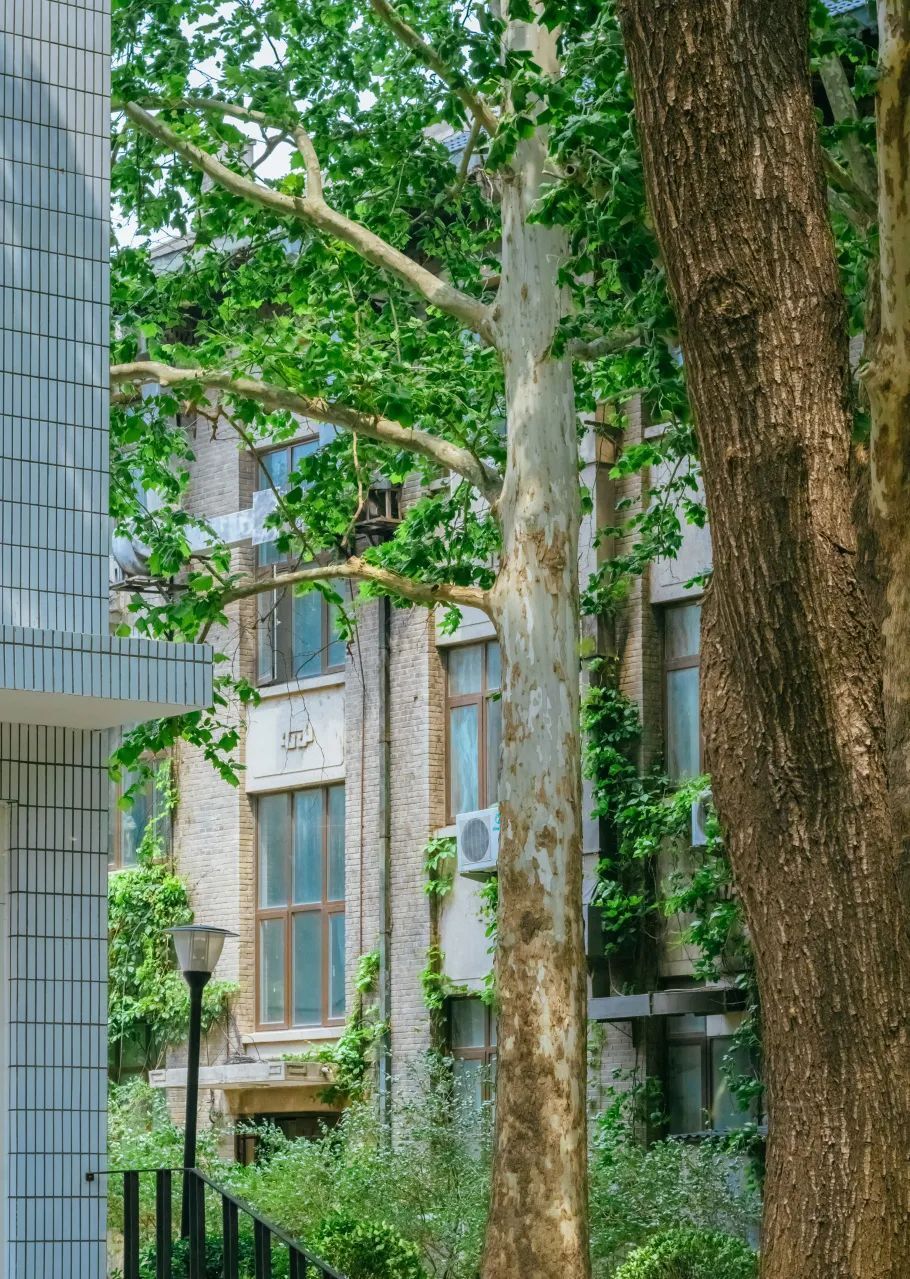 的绿是张扬的,浓烈的在阳光,蓝天,白云的映衬下校园美的耀眼实验结束