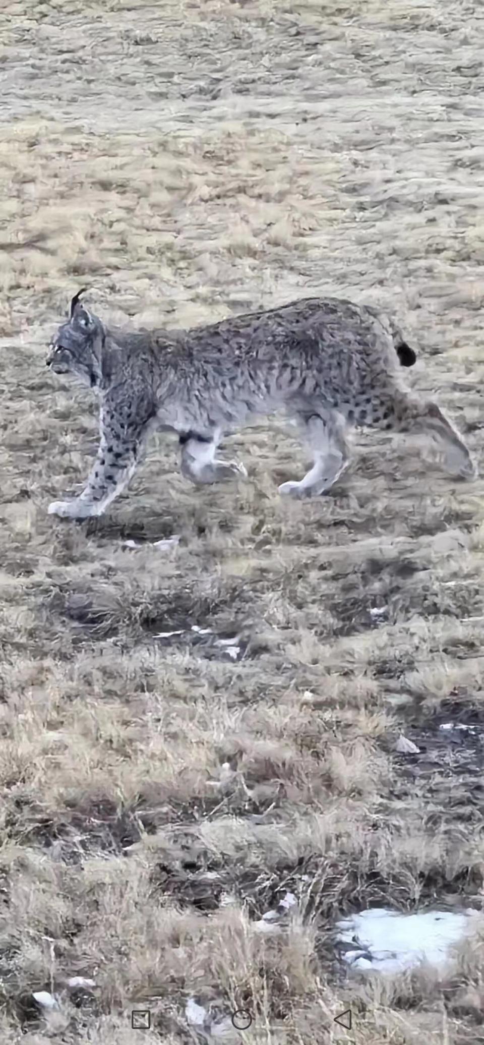 发现一只国家二级保护野生动物猞猁,并近距离拍到了其活动画面