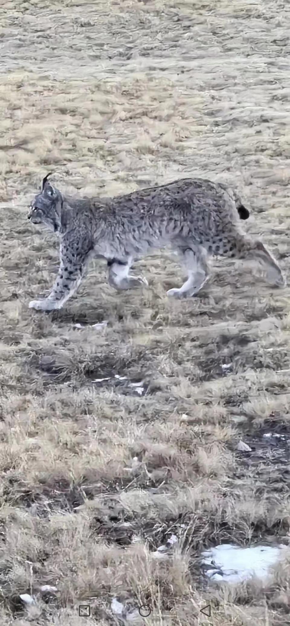 对马山猫图片图片