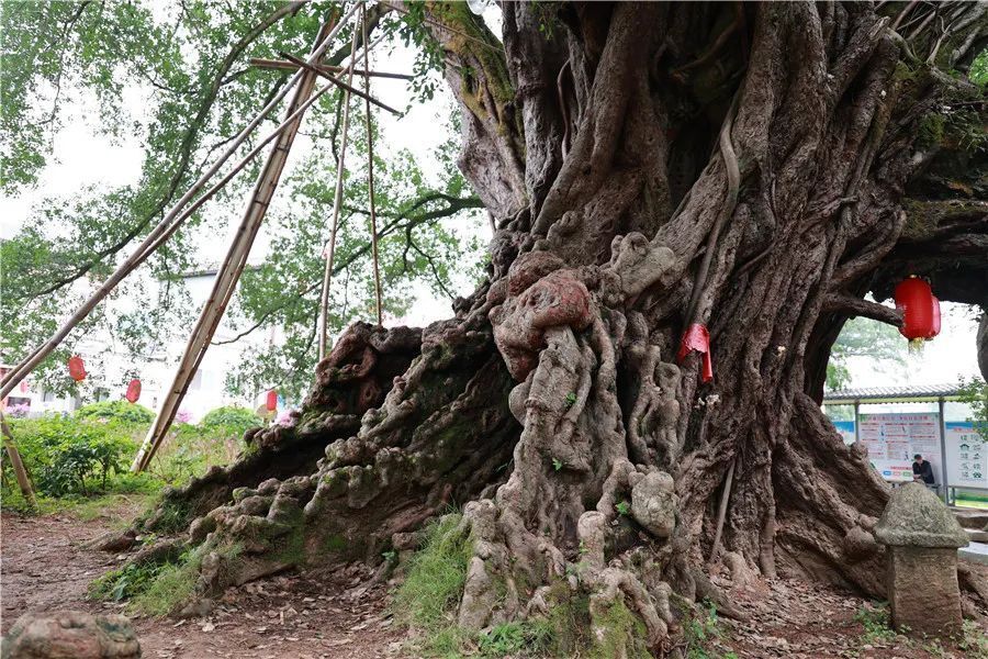 桂林这个村的千年古榕树火了