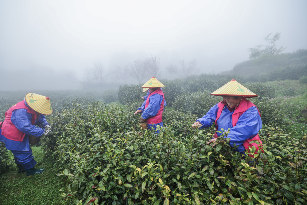 杭州富阳高山云雾茶进入采收季