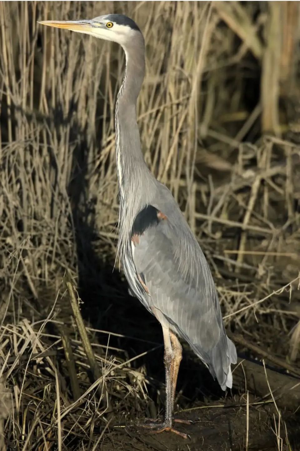 这是什么"企鹅"在泡温泉?