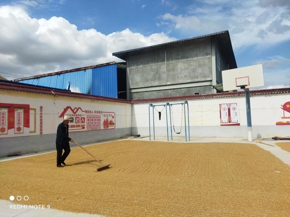 扶风县天度镇:粽香遇麦香 端午话丰收