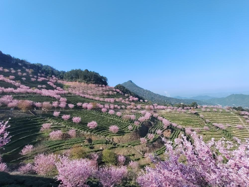 42亿元;清远佛冈水头镇打造"魔芋之乡"_腾讯新闻