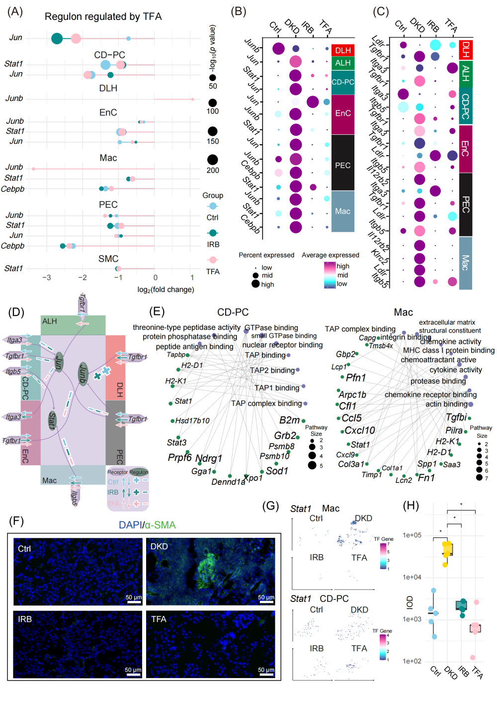透化治疗什么iMeta ｜ 中国药科大学顾丰组-解析黄葵治疗糖尿病肾病机制_https://www.jmylbn.com_新闻资讯_第4张