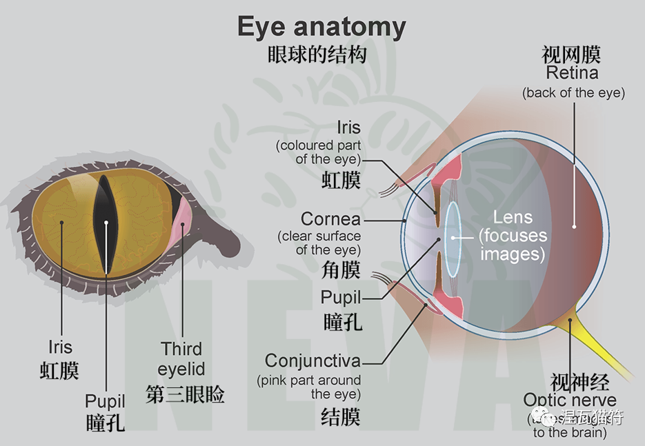 然而,猫眼的构造却有着独特之处,使得它们具有了一些神奇的功能.
