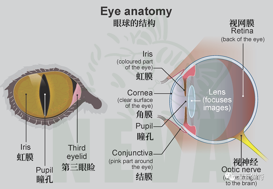 猫眼的结构与人类眼睛相似,都是由虹膜,角膜,瞳孔,晶状体和视网膜等