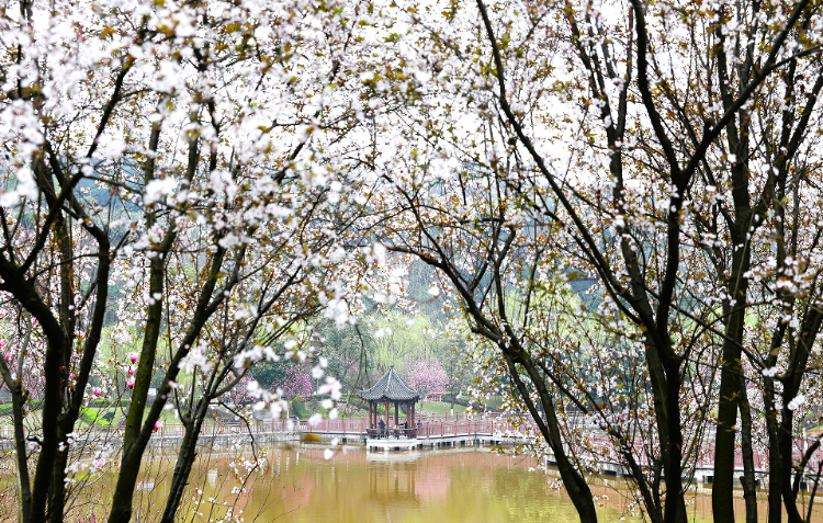 走到江津鼎山公园盘花去