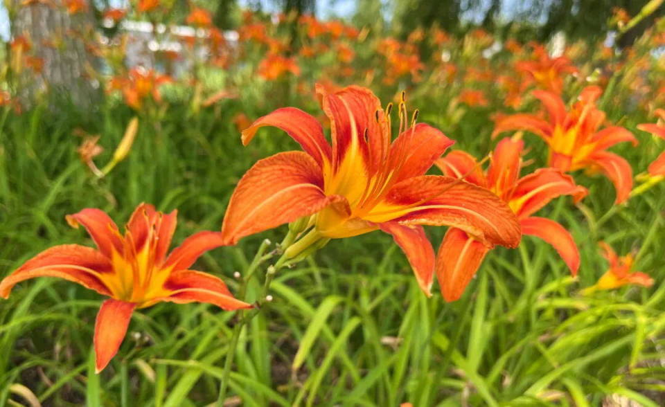 美!威海南海萱草花悄然盛开