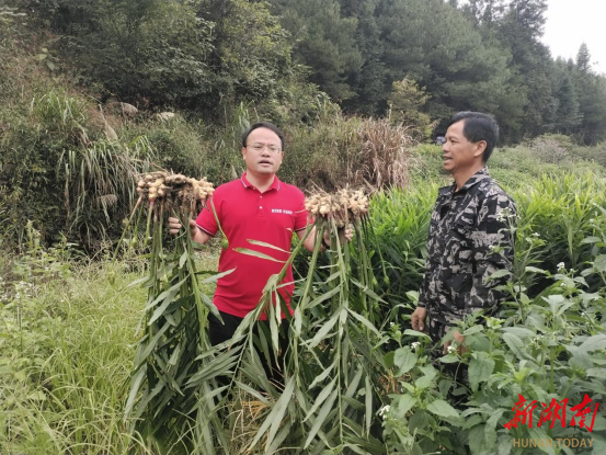 [南方生姜网-图片加载]