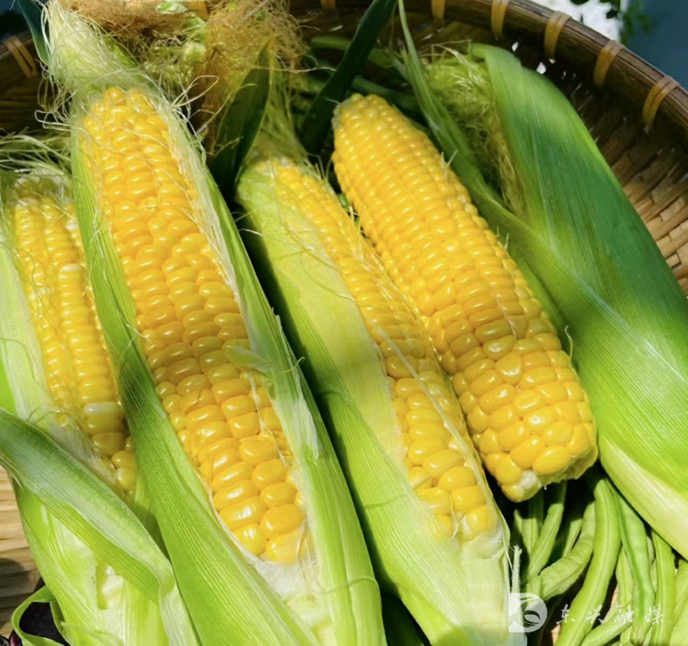 你喜欢黄玉米还是白玉米?这儿统统满足你