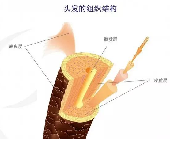 我们的头发是植根于头皮毛囊生长出来的毛发,而头发的结构本身是由