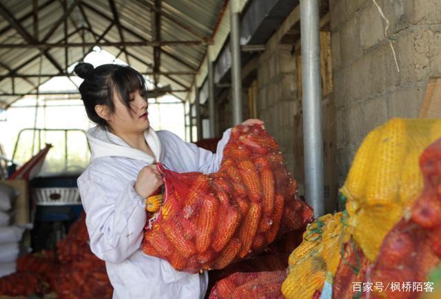 美女大学生回乡创业养猪
