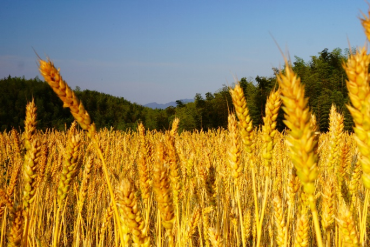 麦浪滚滚麦香飘,丰收美景入画来