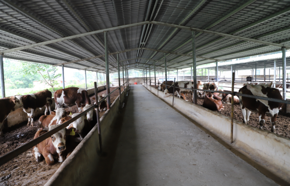 牧业公司养牛场,一头头肉牛正悠闲地嚼着草料,饲养员穿梭在牛舍里清扫