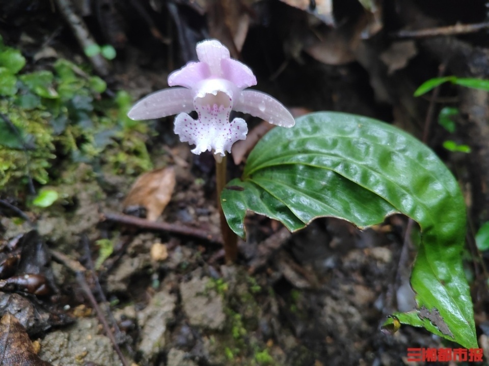 终生“一叶一花”，19株“植物熊猫”独花兰现身南山国家公园候选区_腾讯新闻