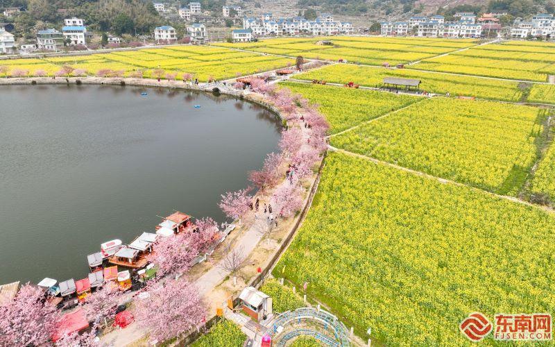 組圖丨莆田坪盤村油菜花開領略田園春日盛景