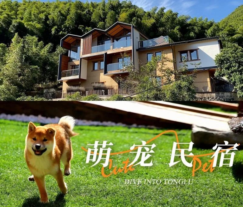 住民宿享受"一房一宠物"服务 背后隐患也不可忽视