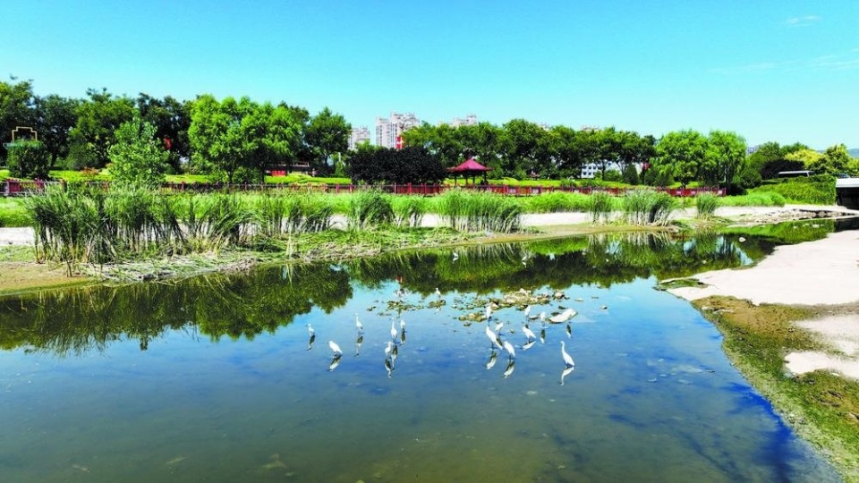 石家庄太平河流域东段:白鹭舞翩跹 尽显生态美