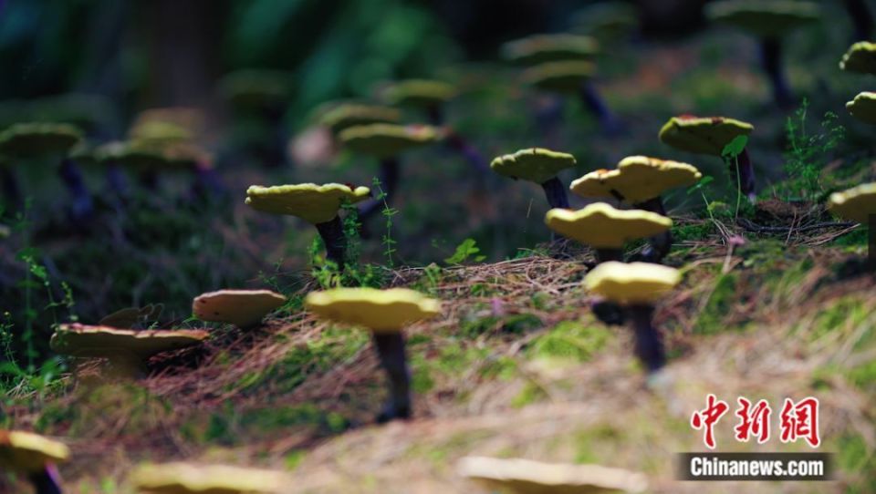 人这一辈子,一定要去一趟丰林!