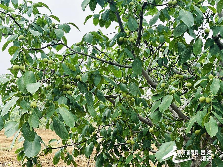 刘树根夫妇:20余年坚守 初夏核桃园硕果累累