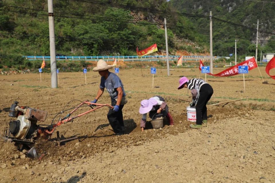 [南方生姜网-图片加载]