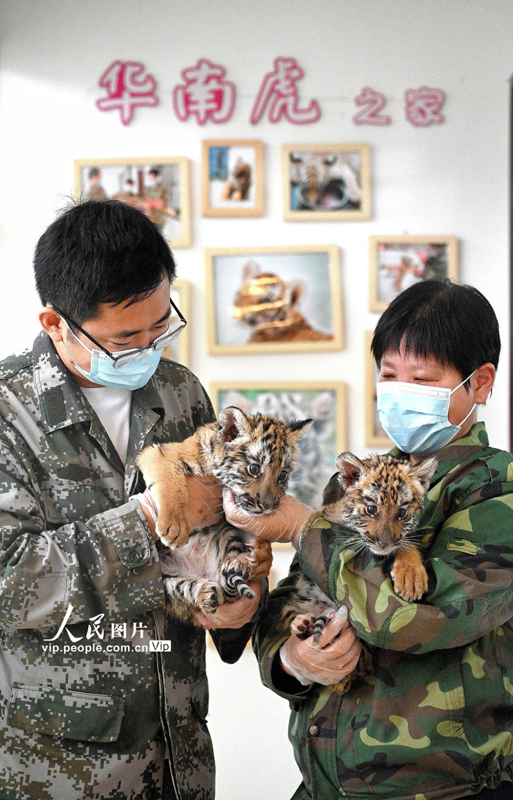 生肖虎4月16日运势(生肖虎4月份运势)