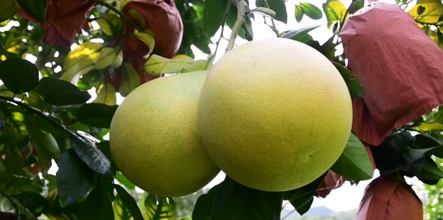 贵州罗甸金秋柚丰收蜜柚甜蜜上市