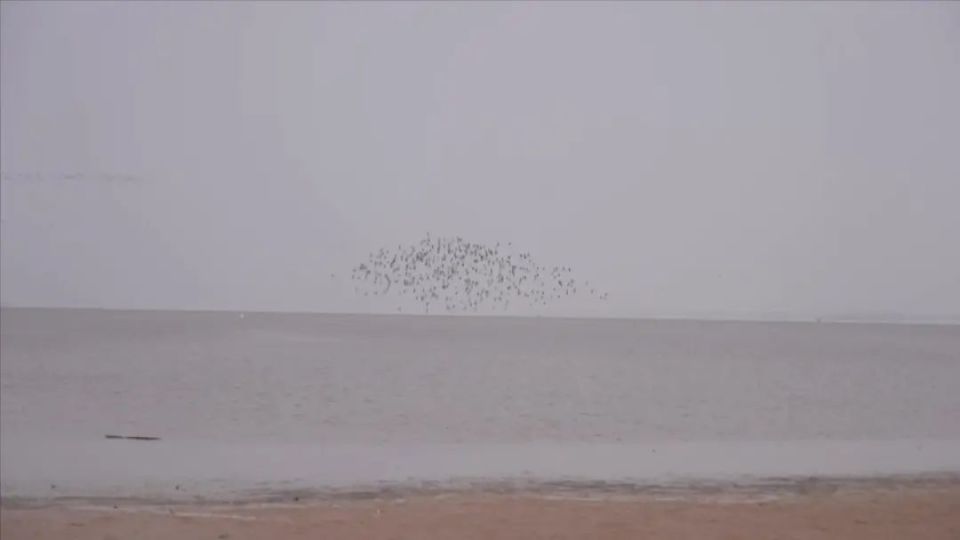 鄱阳湖湿地迎来首批2万余只越冬候鸟_腾讯新闻