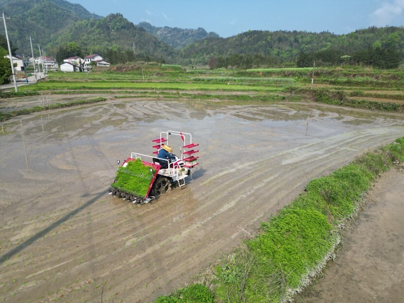 湖南安化早稻栽插机械化奏响春耕交响曲